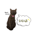 みみ♡ちょこ①（個別スタンプ：8）