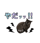 みみ♡ちょこ①（個別スタンプ：12）