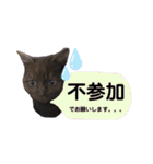 みみ♡ちょこ①（個別スタンプ：16）