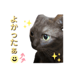 みみ♡ちょこ①（個別スタンプ：17）