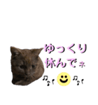 みみ♡ちょこ①（個別スタンプ：20）
