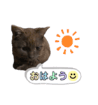 みみ♡ちょこ①（個別スタンプ：25）