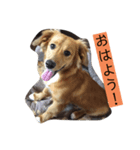 斉藤家のダックス達2（個別スタンプ：5）