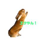 うさぎのゆにちゃん（個別スタンプ：3）
