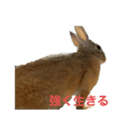 うさぎのゆにちゃん（個別スタンプ：6）