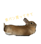 うさぎのゆにちゃん（個別スタンプ：16）