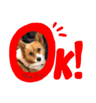 ちゃこシリーズ.（個別スタンプ：5）