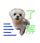 ワンの気持ち♪ 2（個別スタンプ：3）