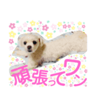 ワンの気持ち♪ 2（個別スタンプ：5）