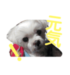 ワンの気持ち♪ 2（個別スタンプ：6）
