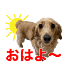 ミックス犬の日常 ダックス×チワワ（個別スタンプ：1）