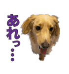 ミックス犬の日常 ダックス×チワワ（個別スタンプ：15）