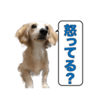 ミックス犬の日常 ダックス×チワワ（個別スタンプ：16）