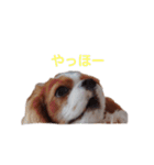 くるつむ日常スタンプ（個別スタンプ：4）