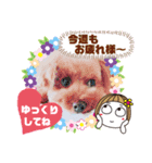 トイプーのげんちゃん 7月その2（個別スタンプ：4）