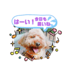 トイプーのげんちゃん 7月その2（個別スタンプ：7）