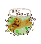 トイプーのげんちゃん 7月その2（個別スタンプ：8）