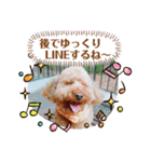 トイプーのげんちゃん 7月その2（個別スタンプ：9）
