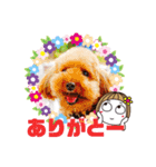 トイプーのげんちゃん 7月その2（個別スタンプ：10）