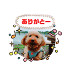トイプーのげんちゃん 7月その2（個別スタンプ：11）