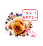 トイプーのげんちゃん 7月その2（個別スタンプ：12）