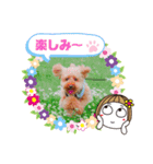 トイプーのげんちゃん 7月その2（個別スタンプ：13）