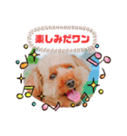 トイプーのげんちゃん 7月その2（個別スタンプ：14）