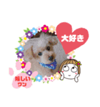 トイプーのげんちゃん 7月その2（個別スタンプ：15）