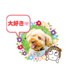トイプーのげんちゃん 7月その2（個別スタンプ：17）