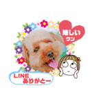 トイプーのげんちゃん 7月その2（個別スタンプ：21）