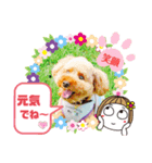 トイプーのげんちゃん 7月その2（個別スタンプ：25）