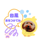 トイプーのげんちゃん 7月その2（個別スタンプ：32）