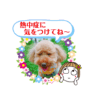 トイプーのげんちゃん 7月その2（個別スタンプ：34）