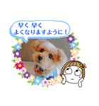 トイプーのげんちゃん 7月その2（個別スタンプ：37）