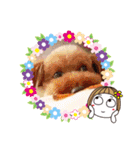トイプーのげんちゃん 7月その2（個別スタンプ：38）