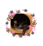 ダックスcuteな日常（個別スタンプ：8）