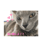 うちのおすねこたち（個別スタンプ：2）