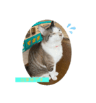 うちのおすねこたち（個別スタンプ：3）