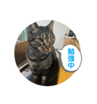 うちのおすねこたち（個別スタンプ：4）