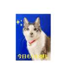 うちのおすねこたち（個別スタンプ：5）