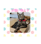 うちのおすねこたち（個別スタンプ：6）
