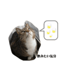 うちのおすねこたち（個別スタンプ：8）