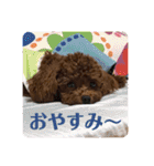 つねちん Vol.1(トイプードル)（個別スタンプ：2）