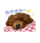 つねちん Vol.1(トイプードル)（個別スタンプ：3）