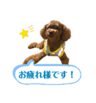 つねちん Vol.1(トイプードル)（個別スタンプ：5）