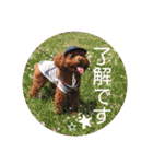 つねちん Vol.1(トイプードル)（個別スタンプ：10）