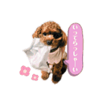 つねちん Vol.1(トイプードル)（個別スタンプ：17）