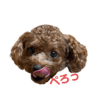 つねちん Vol.1(トイプードル)（個別スタンプ：21）