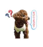 つねちん Vol.1(トイプードル)（個別スタンプ：25）
