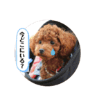 つねちん Vol.1(トイプードル)（個別スタンプ：26）